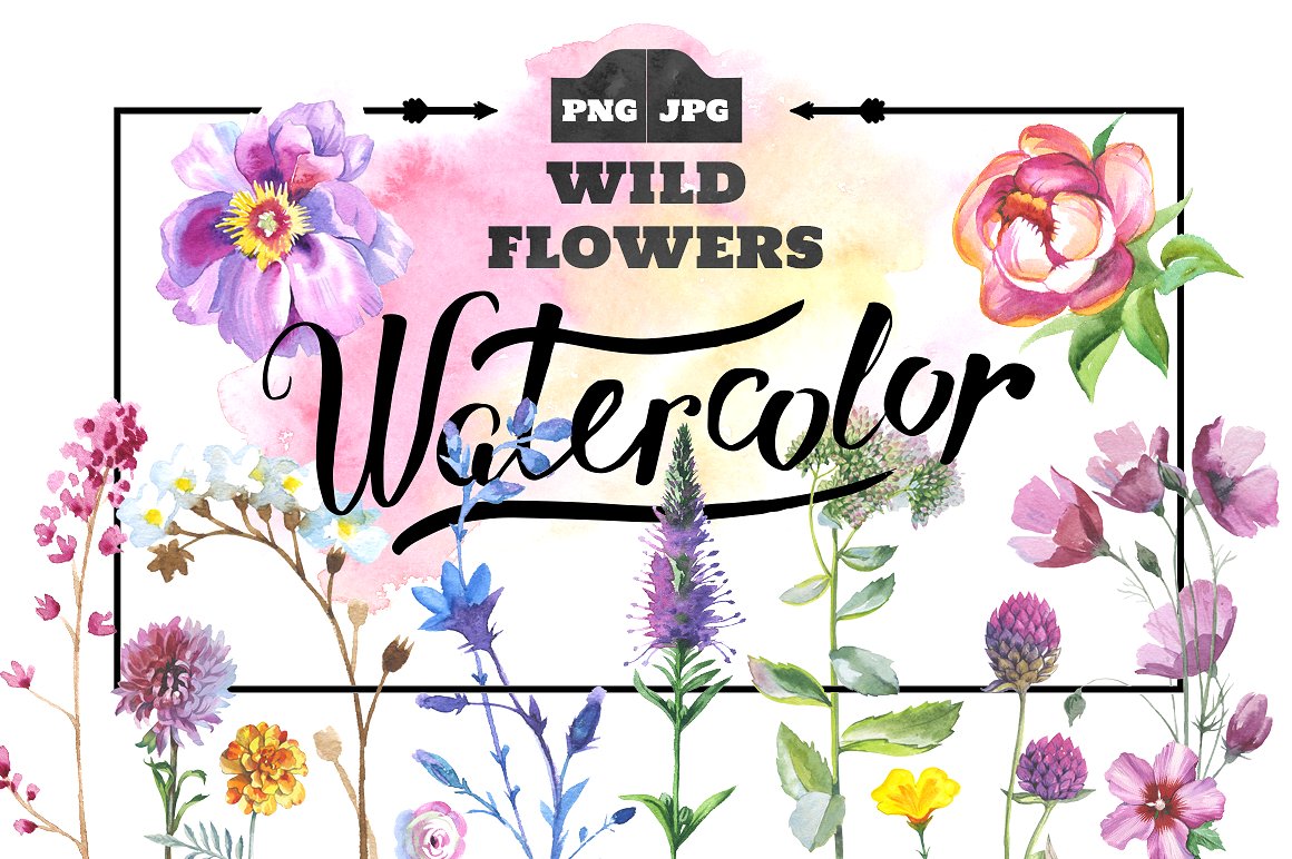 野生水彩花卉集合 Wild Flowers Watercolor Set插图