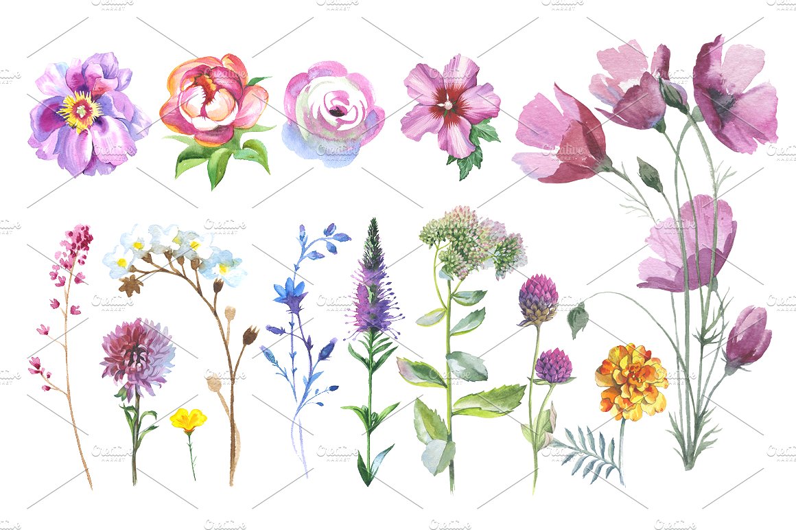 野生水彩花卉集合 Wild Flowers Watercolor Set插图1