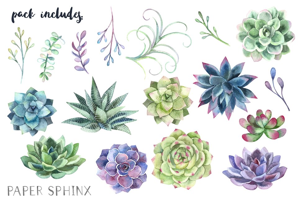 水彩多肉植物剪贴画 Watercolor Succulents Clip Art插图2