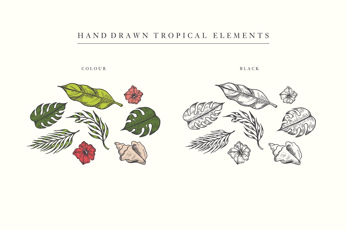 手绘热带植物花卉元素 Hand Drawn Tropical Vector Elements插图4