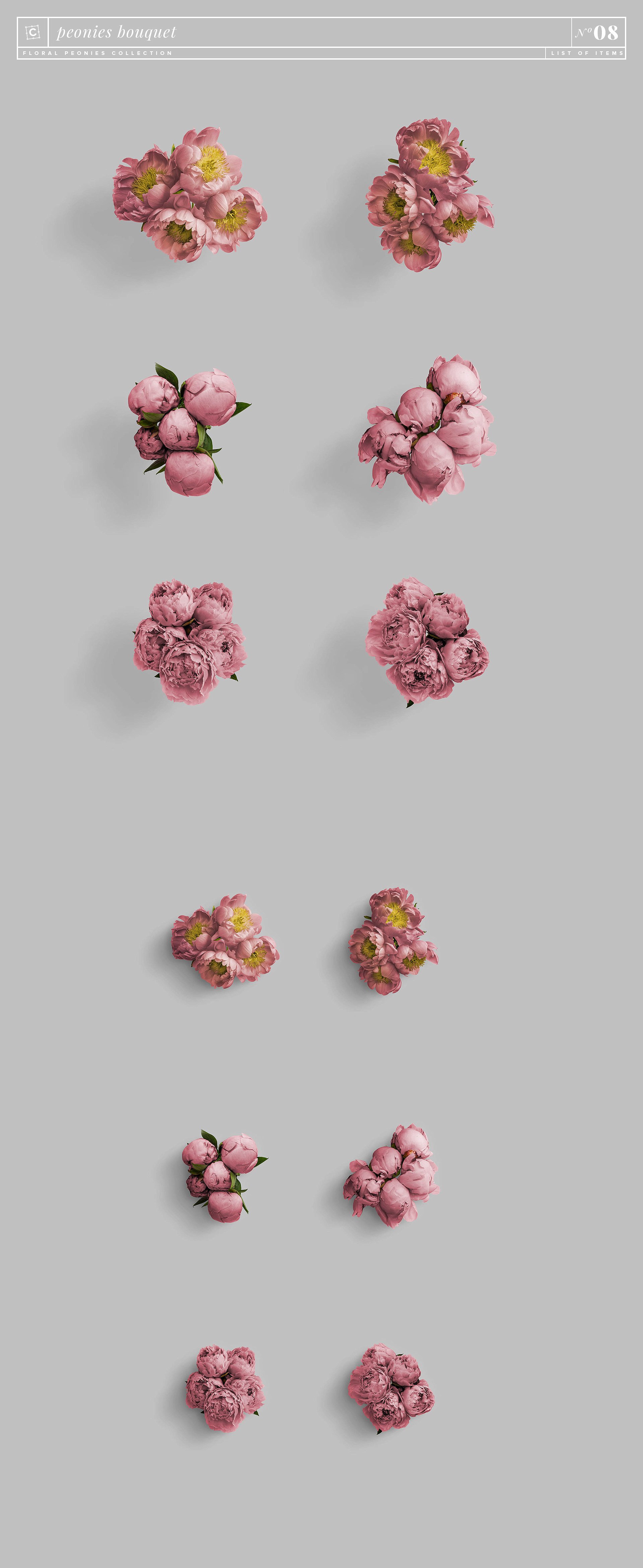 牡丹花卉系列高清图片集合 Floral Peonies Collection插图14