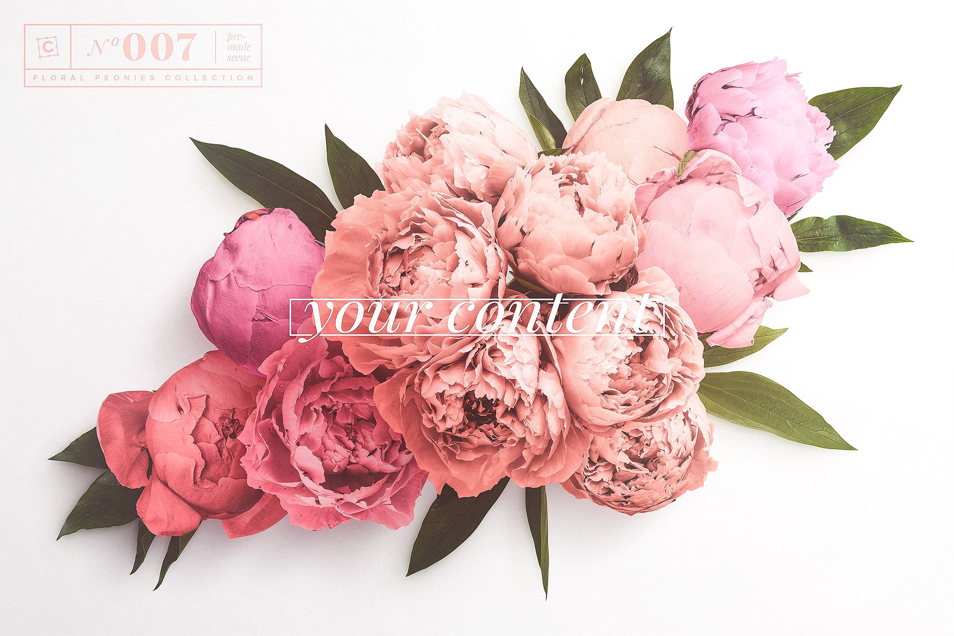 牡丹花卉系列高清图片集合 Floral Peonies Collection插图3