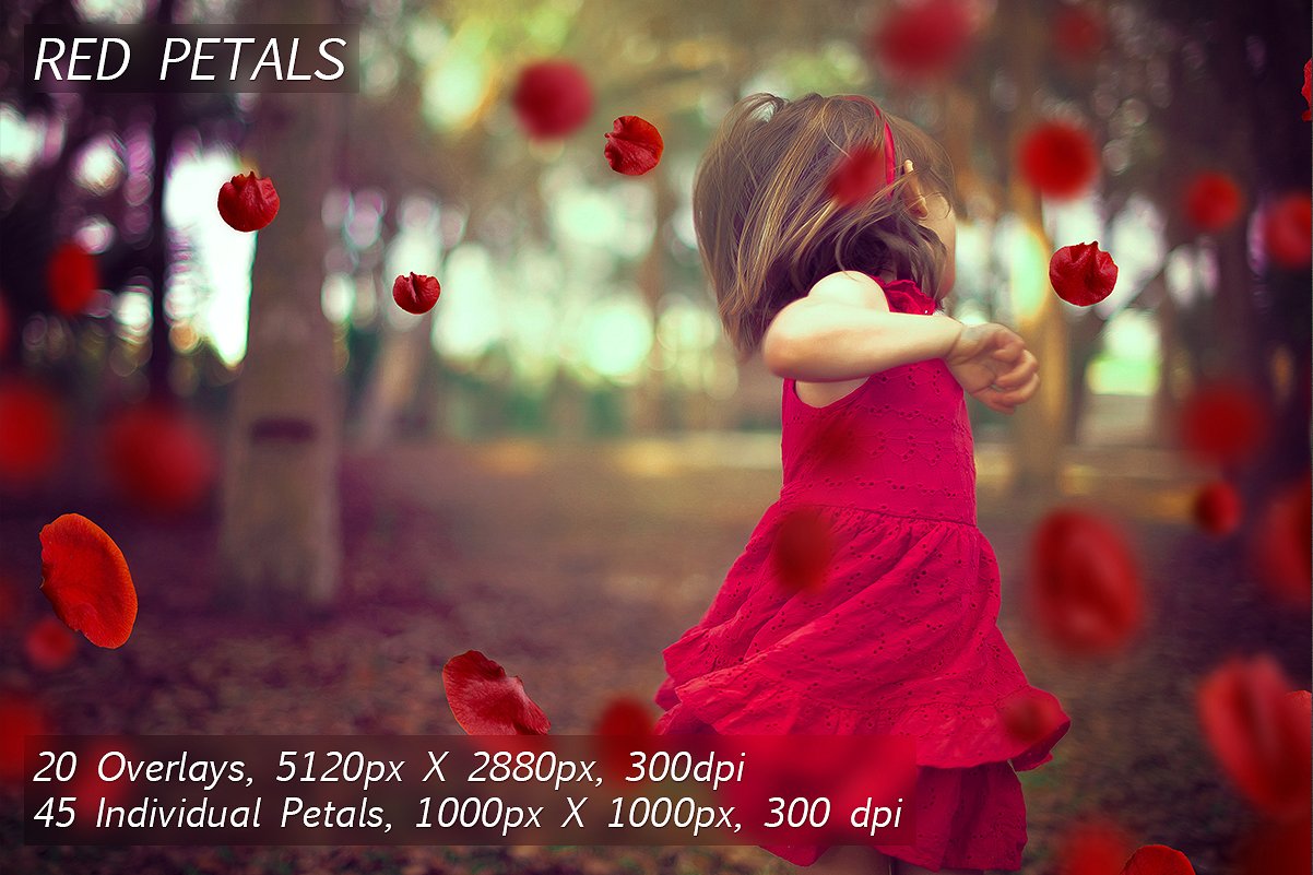 5K超高分辨率粉红色花瓣覆盖PNG图片素材 5K Petals Overlays插图5