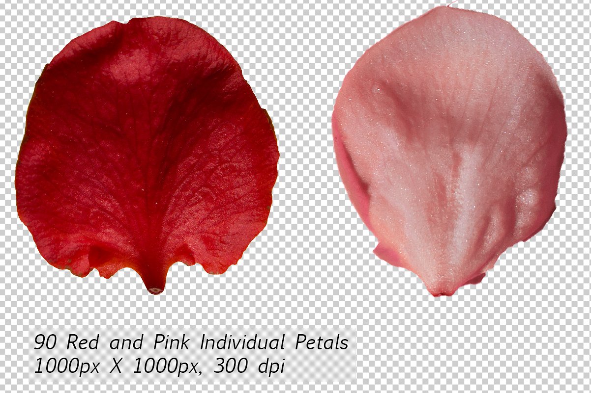 5K超高分辨率粉红色花瓣覆盖PNG图片素材 5K Petals Overlays插图8