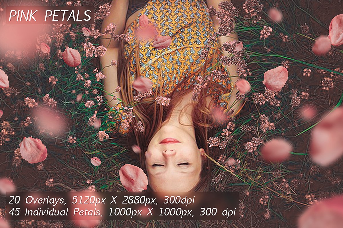 5K超高分辨率粉红色花瓣覆盖PNG图片素材 5K Petals Overlays插图9