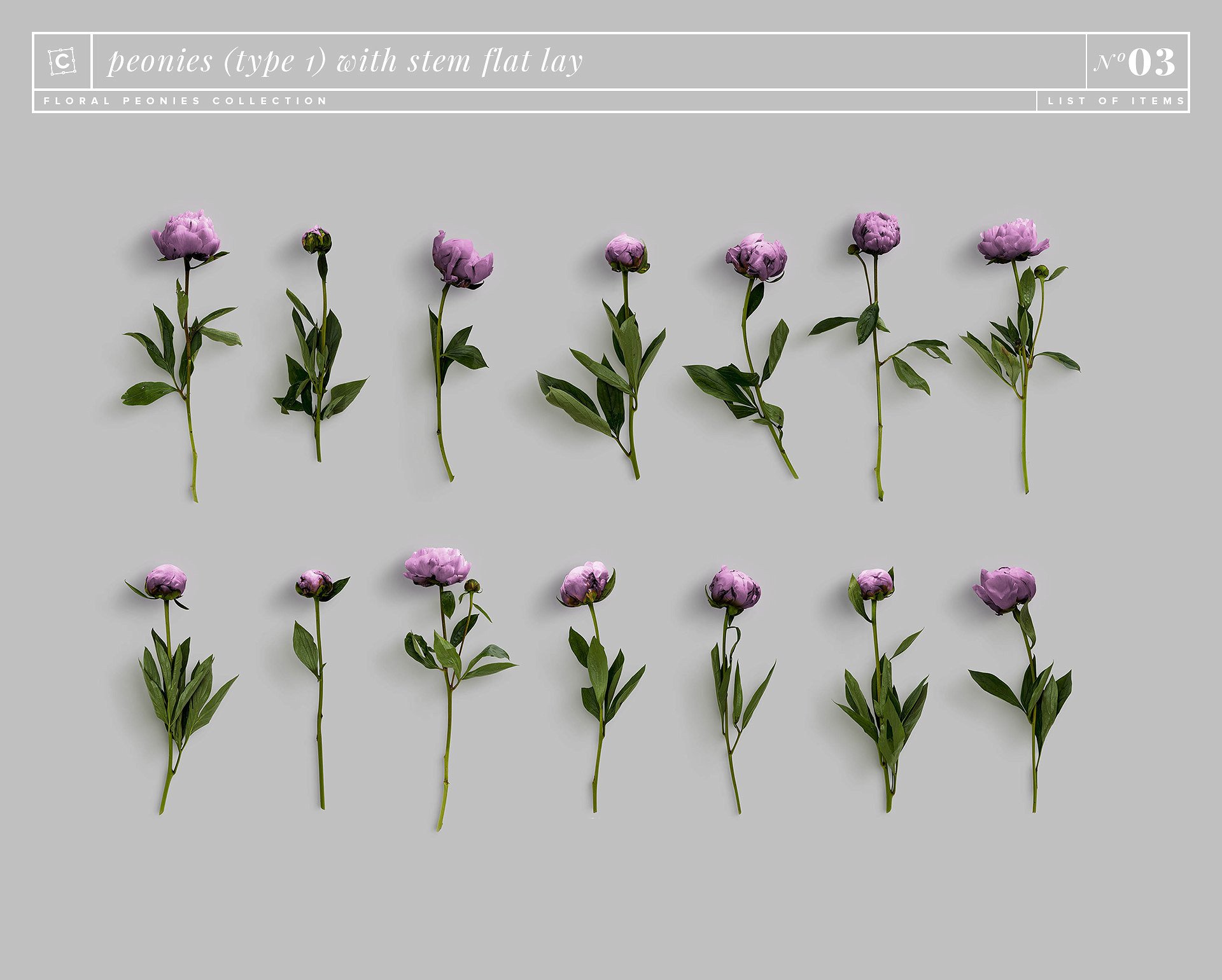 牡丹花卉系列高清图片集合 Floral Peonies Collection插图16