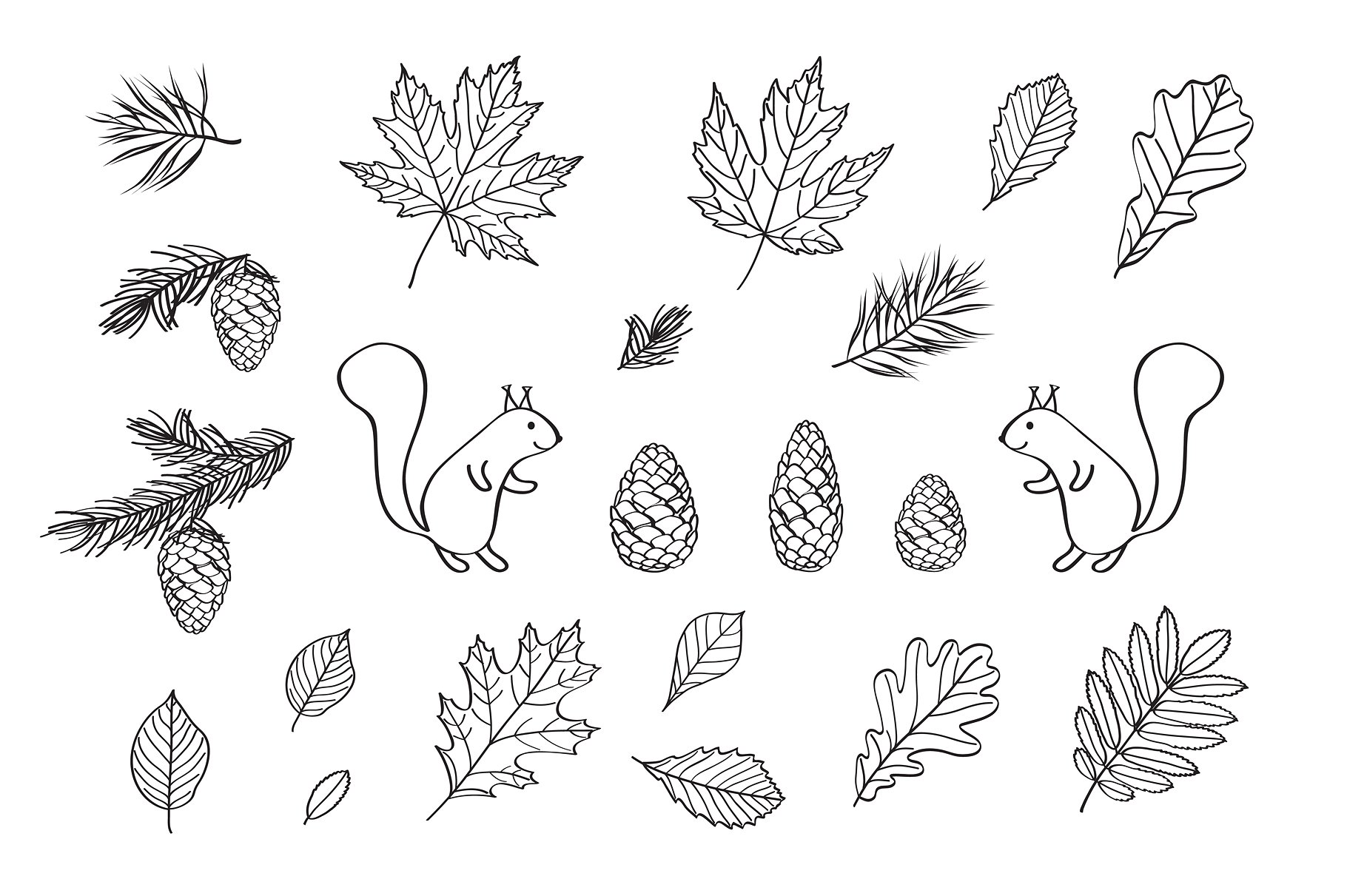 多款手绘叶子元素图案合集 Hand Drawn Leaves Of Different Trees插图5