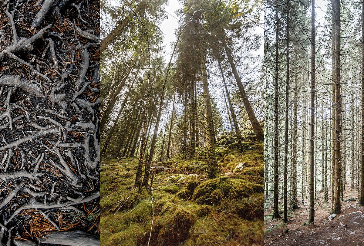 高清的挪威森林照片集 HD Norwegian Forest Photo Collection插图1
