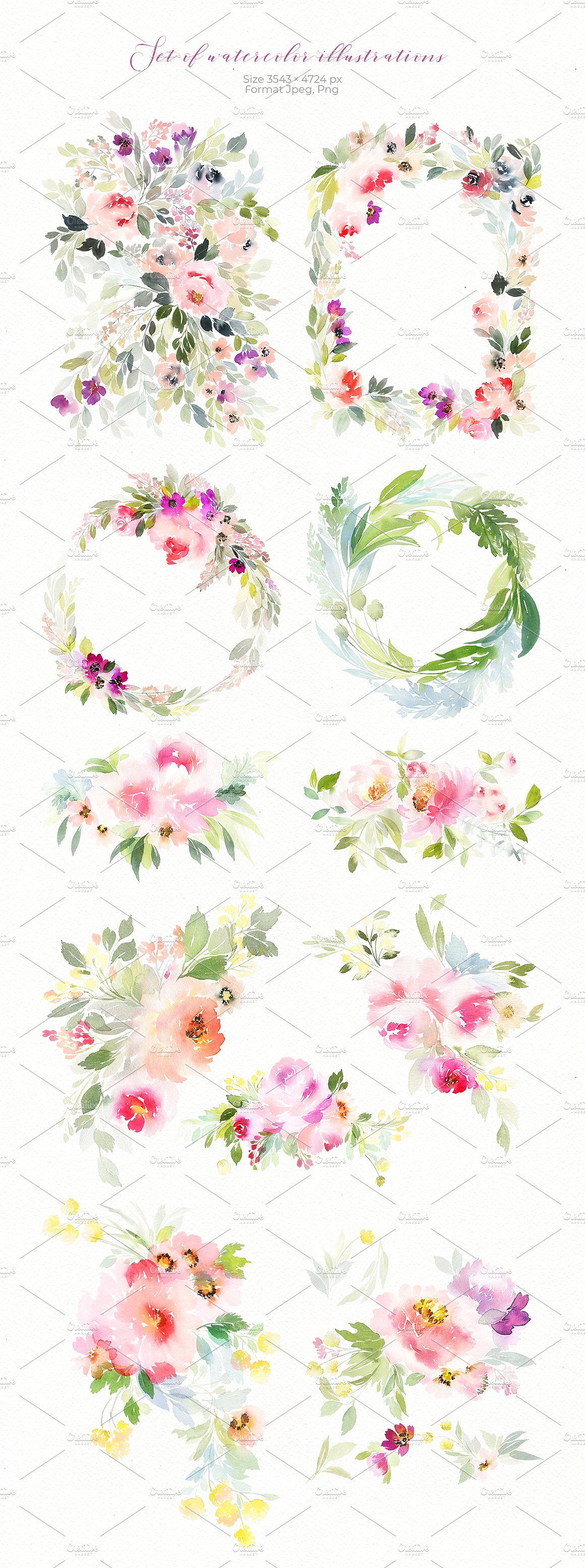 精美的手绘花卉水彩合集 Exquisite Hand-Painted Floral Watercolor Collection插图1