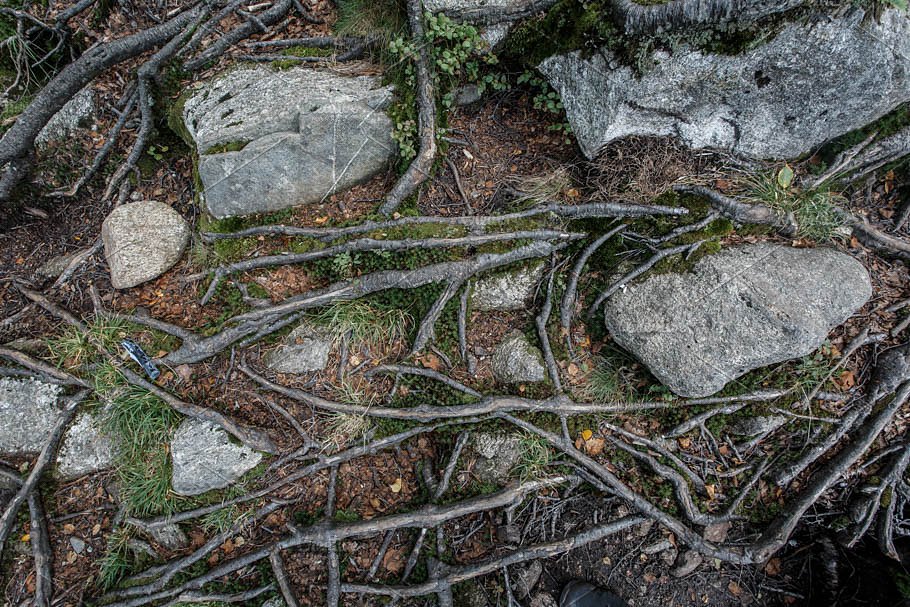 高清的挪威森林照片集 HD Norwegian Forest Photo Collection插图2