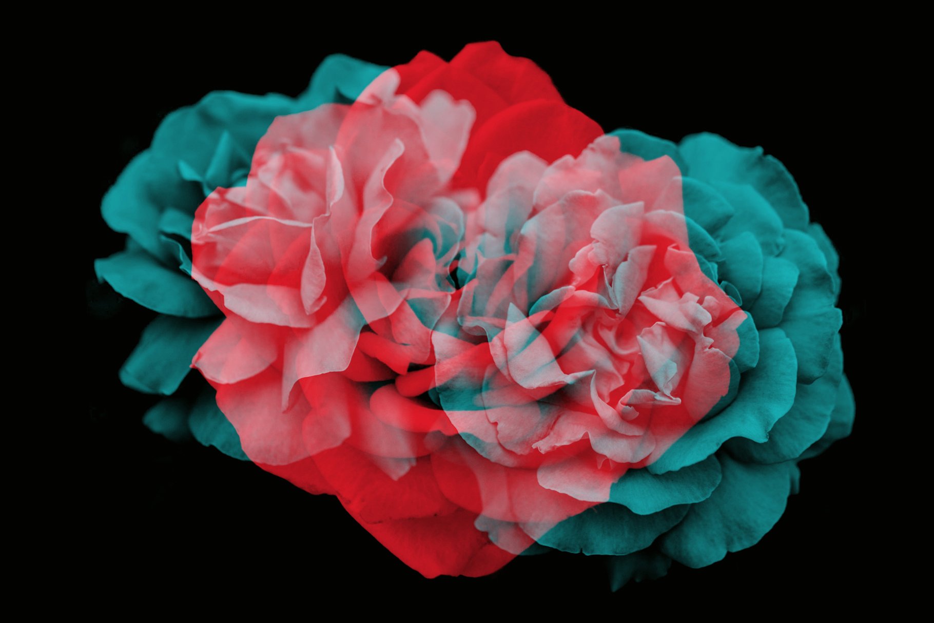 15个优雅的花卉花瓣Photoshop画笔 15 Elegant Floral Petals Photoshop Brushes插图1
