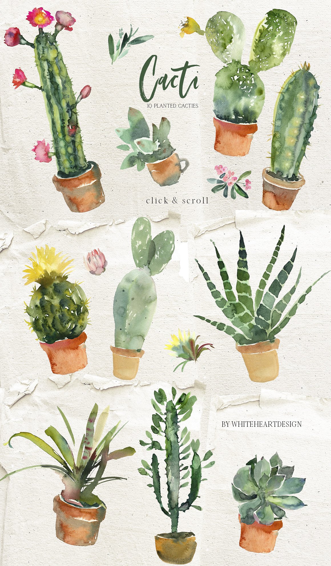 漂亮的手绘仙人掌多肉花卉PNG剪贴画集 Beautiful Hand-Painted Cactus Succulent Flower PNG Clip Art Set插图1