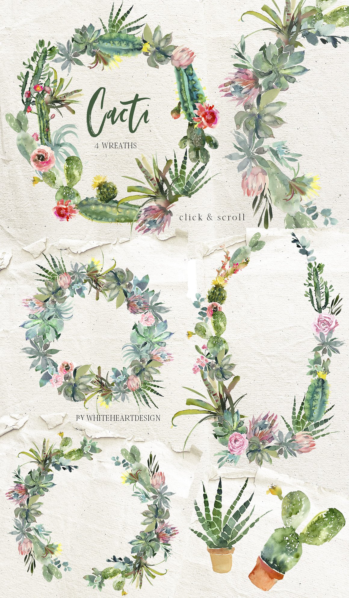 漂亮的手绘仙人掌多肉花卉PNG剪贴画集 Beautiful Hand-Painted Cactus Succulent Flower PNG Clip Art Set插图2