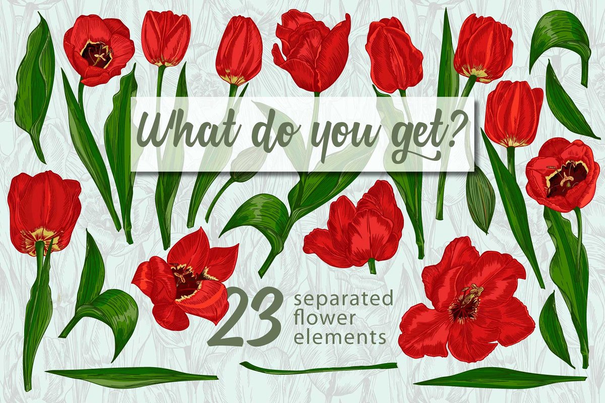 红色郁金香手绘矢量剪贴画合集 red tulips vector clipart