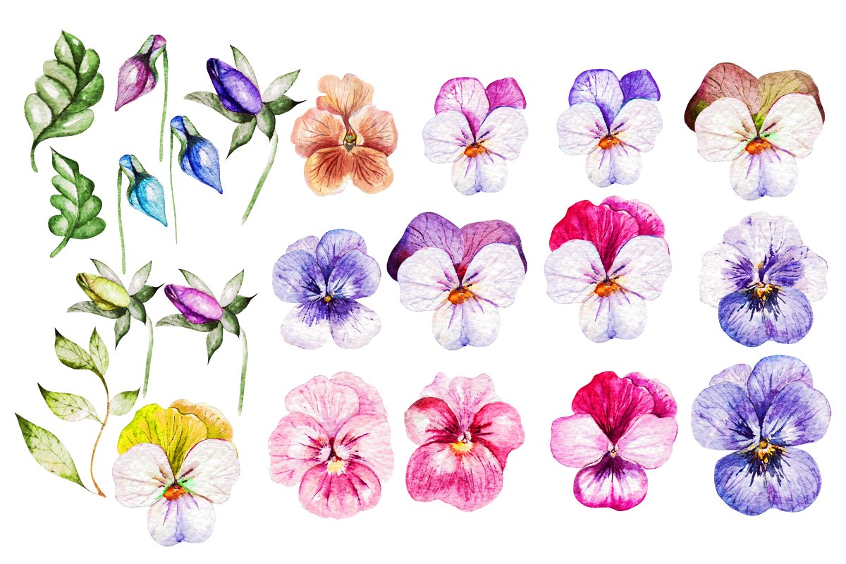 精致三色堇花卉水彩插画设计素材 watercolor pansy flowers