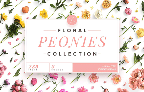 牡丹花卉系列高清图片集合 Floral Peonies Collection