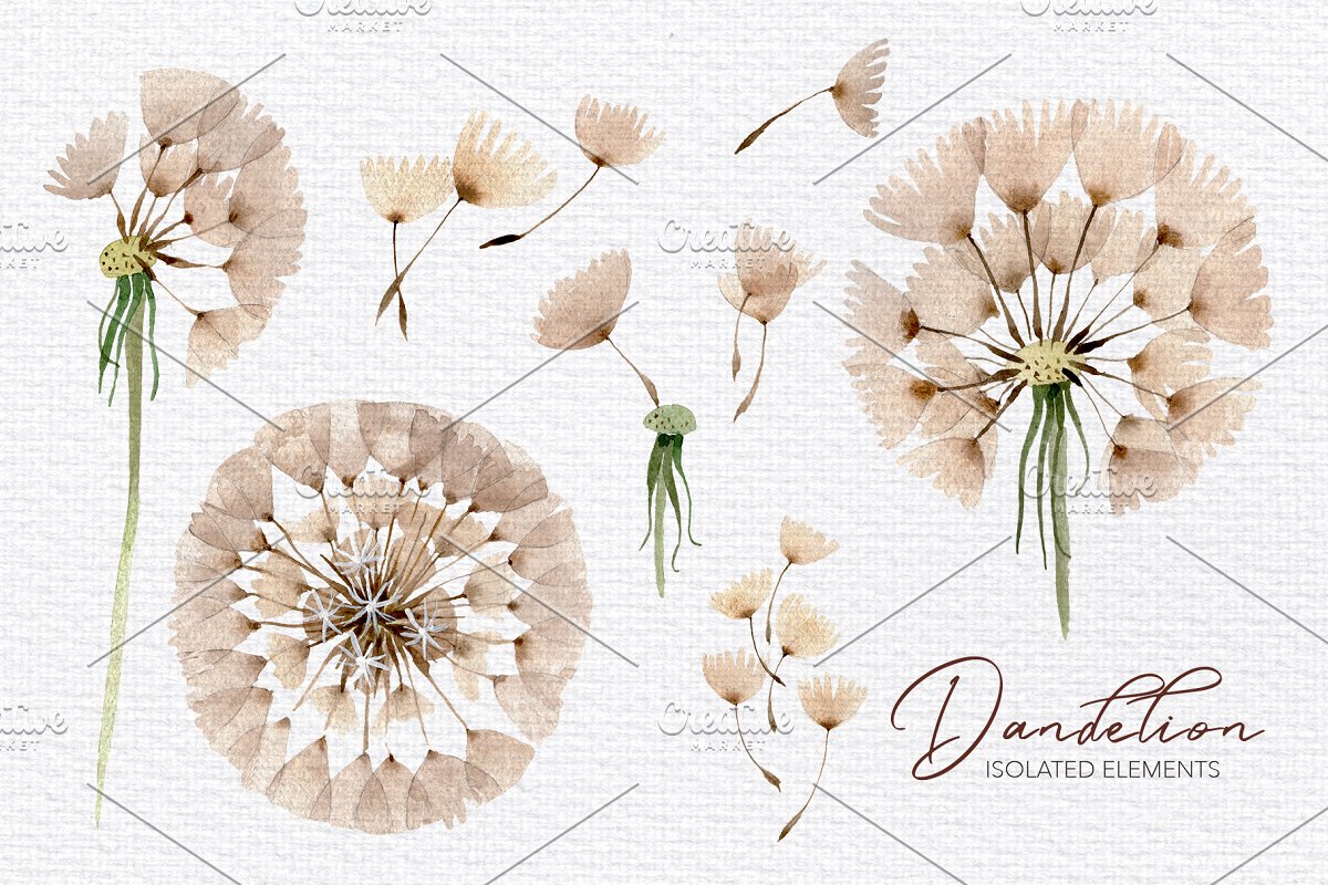 夏季手绘蒲公英水彩PNG画集 Summer Dandelion Collection插图5
