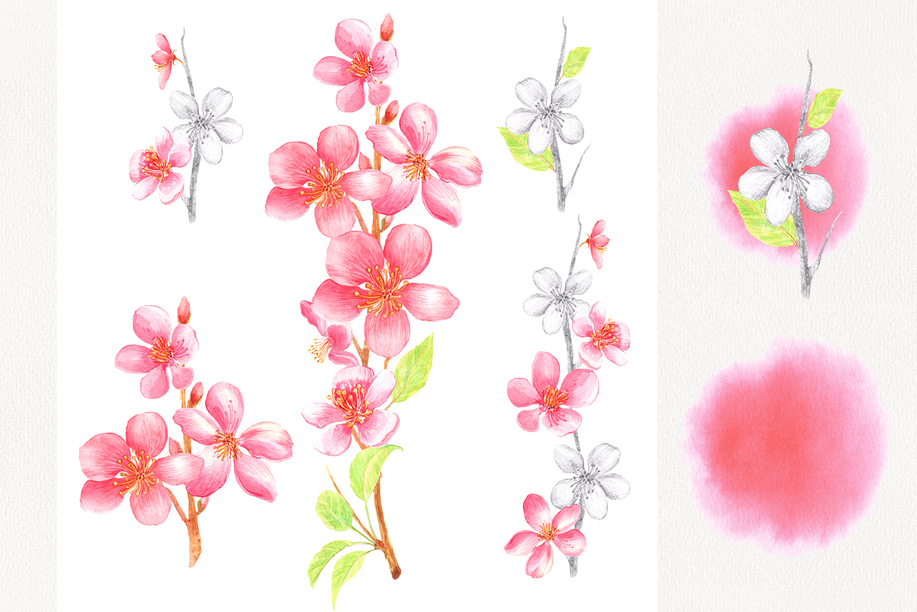 春天主题花卉手绘剪贴画集 Watercolor Spring Blossom Clip Art插图3