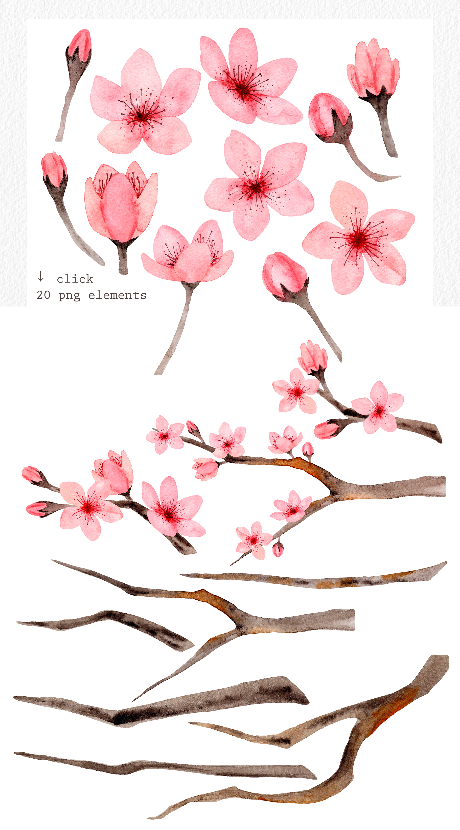 樱花是什么样子的手绘图片
