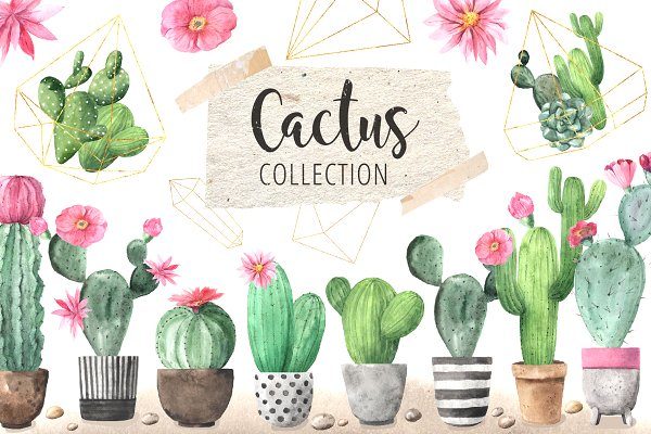 时尚仙人掌花卉金线水彩插画合集 Watercolor Exotic Cactus Collection