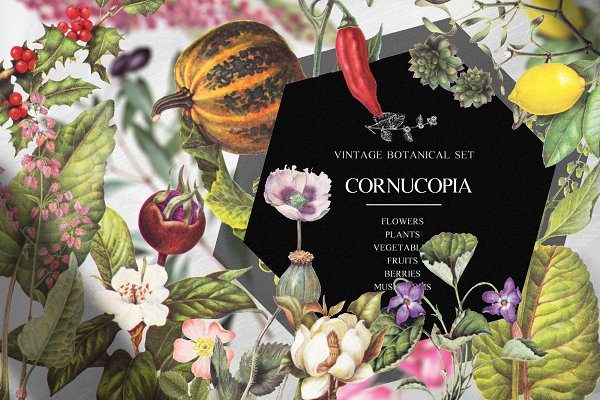 120多个复古植物水果蔬菜手绘剪贴画素材 Vintage Botanical Set – Cornucopia