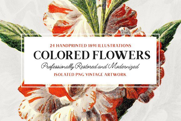 24款复古艺术手绘写实植物花卉插画PNG免扣图片素材 24 Colored Flower Illustrations