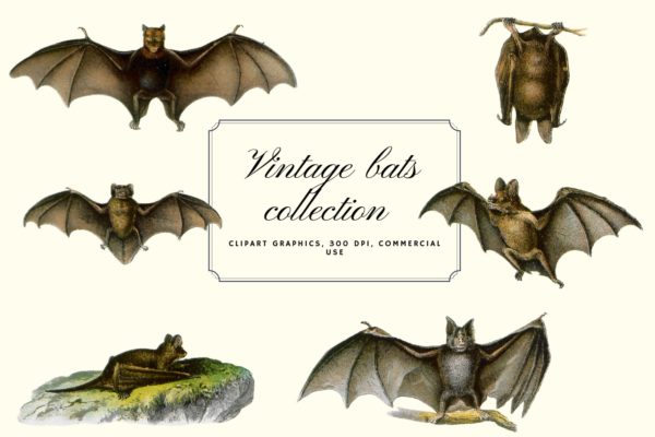 10个高清蝙蝠背景PNG免抠图片素材 Vintage Bats Collection, Creepy Graphics