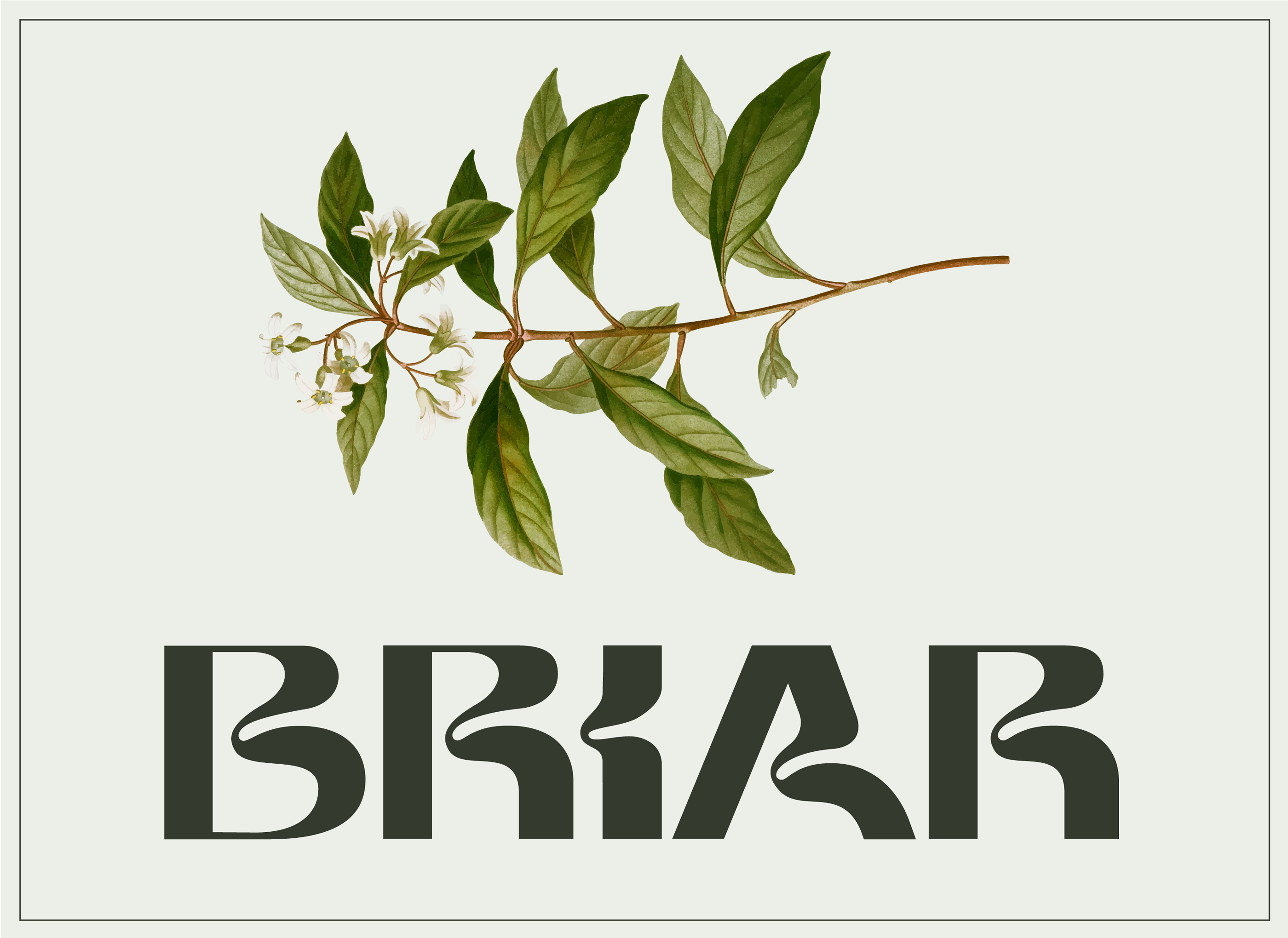 自然弯曲大写字母形状无衬线英文字体素材 Briar Display Typeface插图