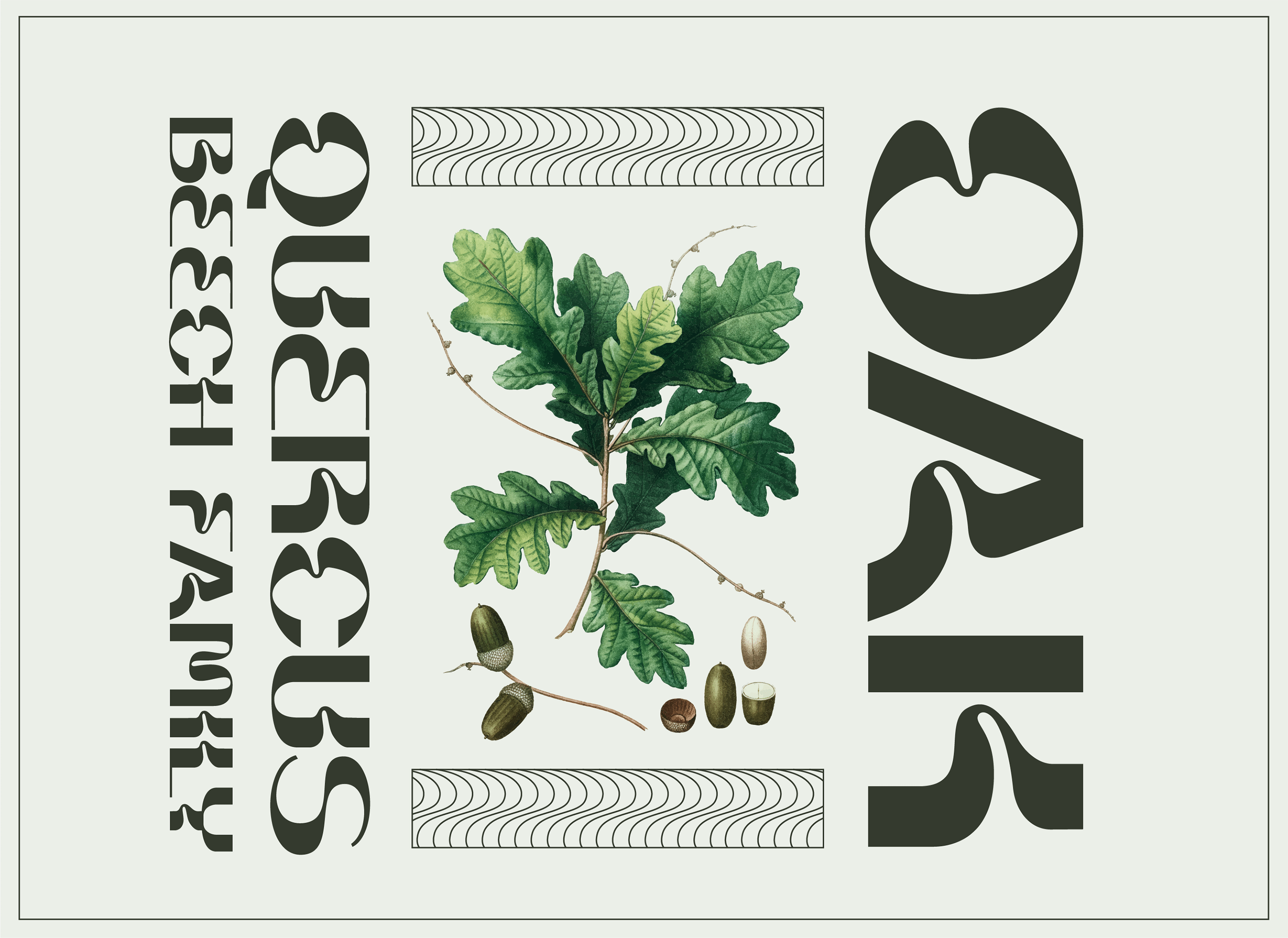 自然弯曲大写字母形状无衬线英文字体素材 Briar Display Typeface插图15