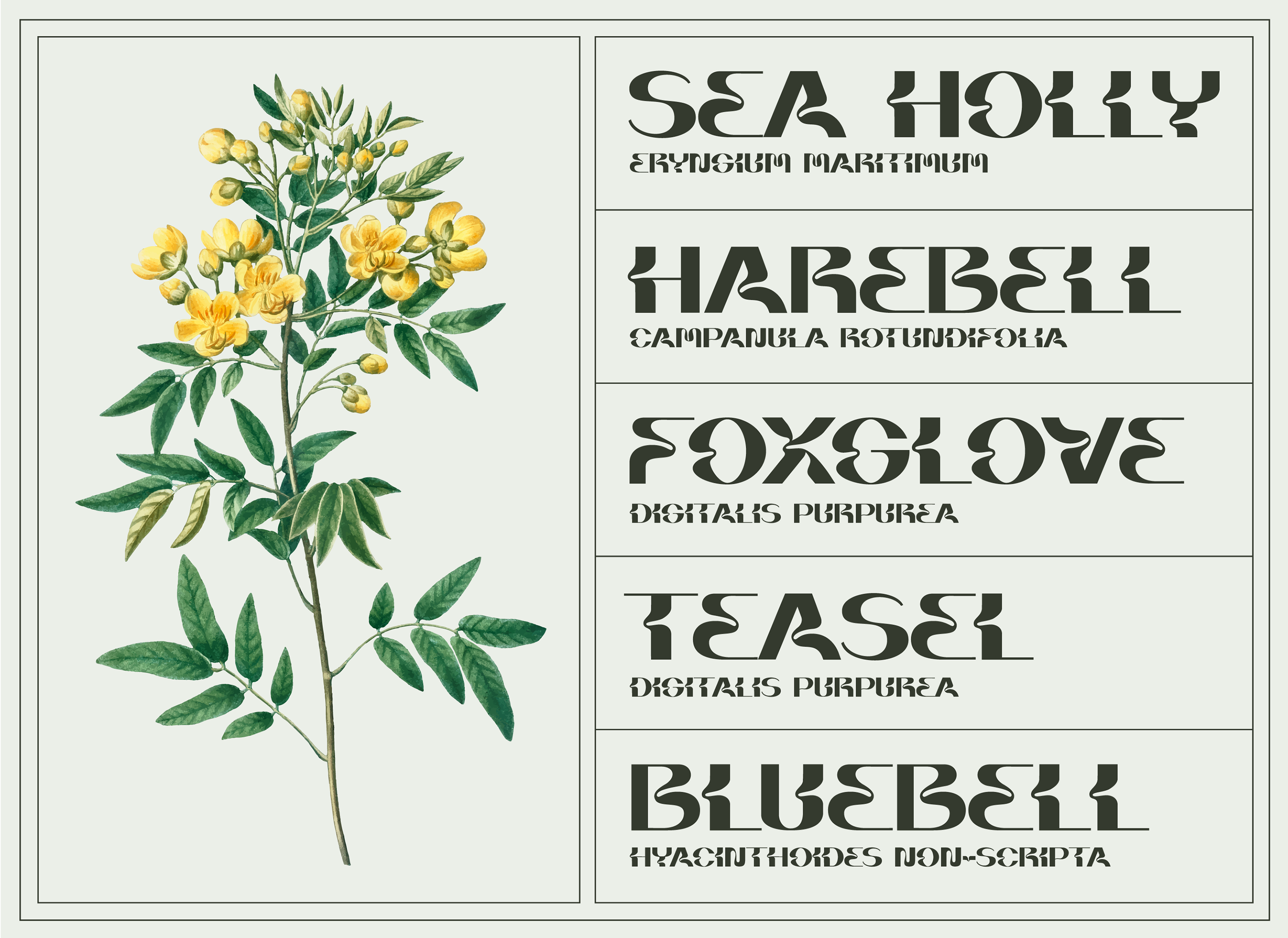 自然弯曲大写字母形状无衬线英文字体素材 Briar Display Typeface插图2