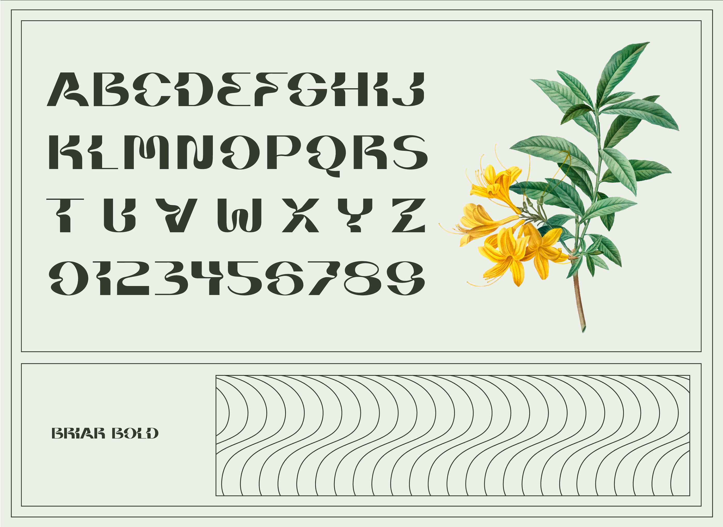 自然弯曲大写字母形状无衬线英文字体素材 Briar Display Typeface插图8