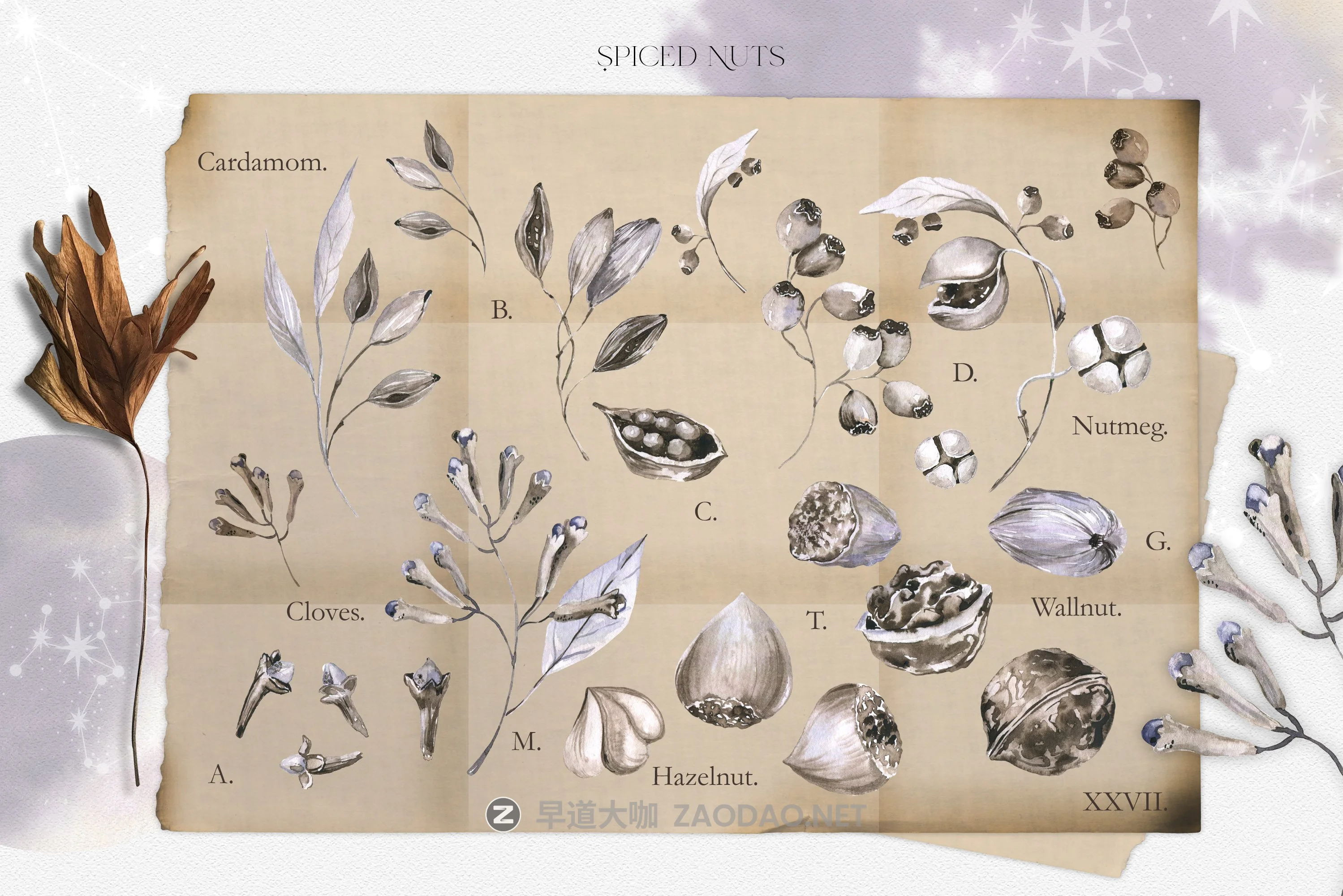 110多种神秘炼金术花卉手绘水彩画PNG图片设计素材集 Boho Floral Watercolor Set Alchemy插图4 110多种神秘炼金术花卉手绘水彩画PNG图片设计素材集 Boho Floral Watercolor Set Alchemy插图4