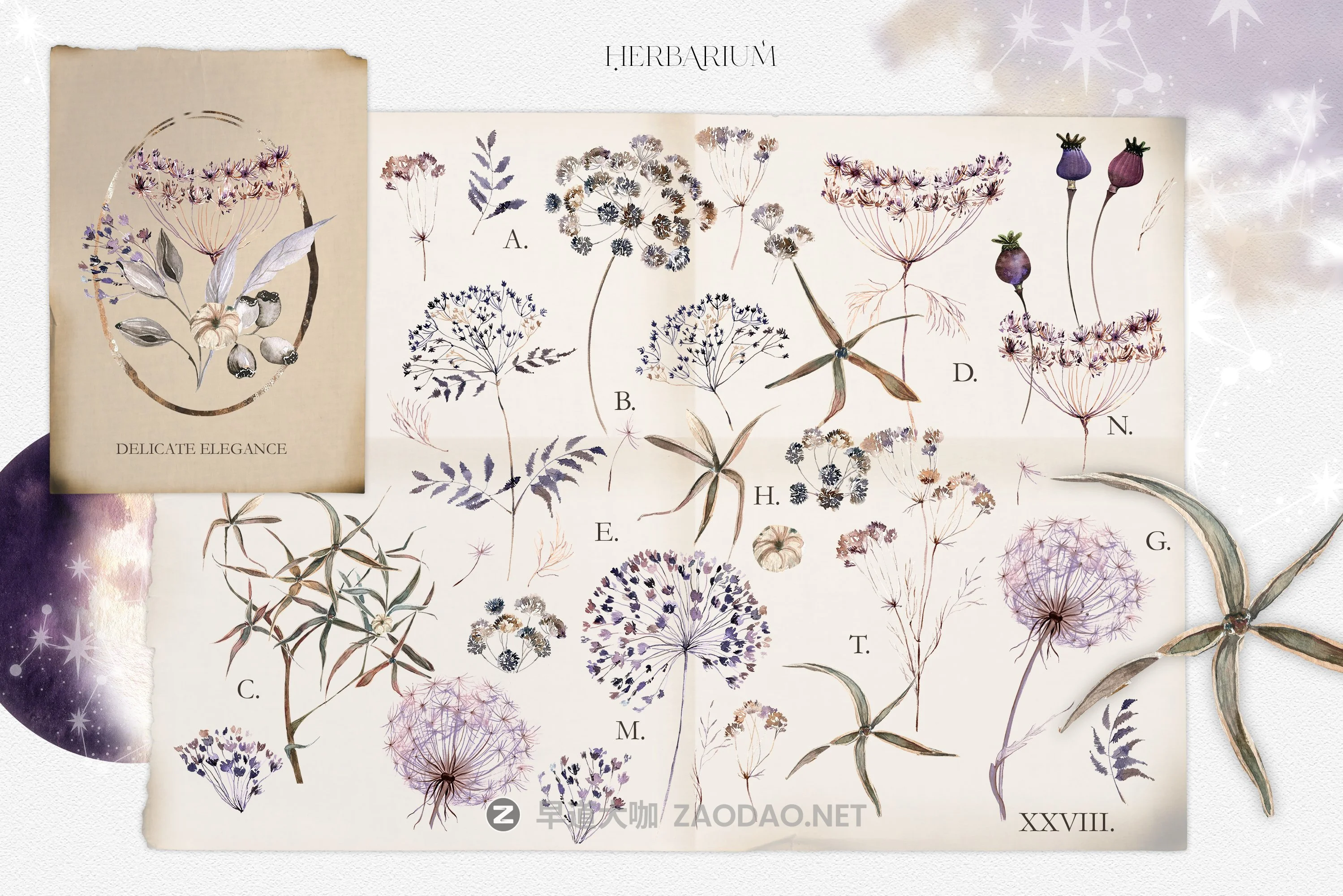 110多种神秘炼金术花卉手绘水彩画PNG图片设计素材集 Boho Floral Watercolor Set Alchemy插图5 110多种神秘炼金术花卉手绘水彩画PNG图片设计素材集 Boho Floral Watercolor Set Alchemy插图5