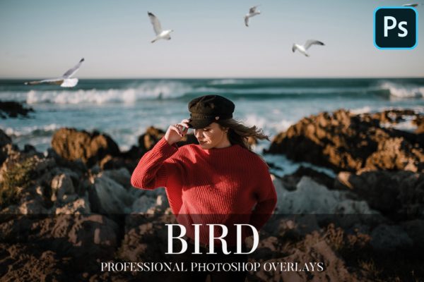 25款高清鸟类叠加层PNG透明图片设计素材 Bird Overlays Photoshop
