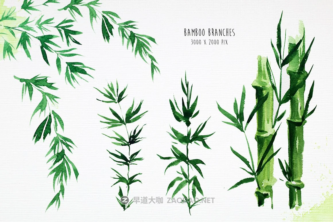 清爽绿色竹子手绘插画设计素材 Bamboo Watercolor Illustrations插图1 清爽绿色竹子手绘插画设计素材 Bamboo Watercolor Illustrations插图1