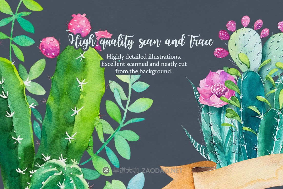 迷人仙人掌花卉手绘水彩画设计素材 Cactus Watercolor Illustrations插图10 迷人仙人掌花卉手绘水彩画设计素材 Cactus Watercolor Illustrations插图10