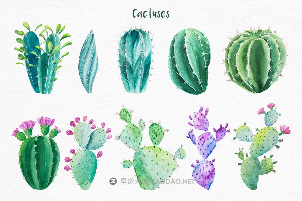 迷人仙人掌花卉手绘水彩画设计素材 Cactus Watercolor Illustrations插图1 迷人仙人掌花卉手绘水彩画设计素材 Cactus Watercolor Illustrations插图1