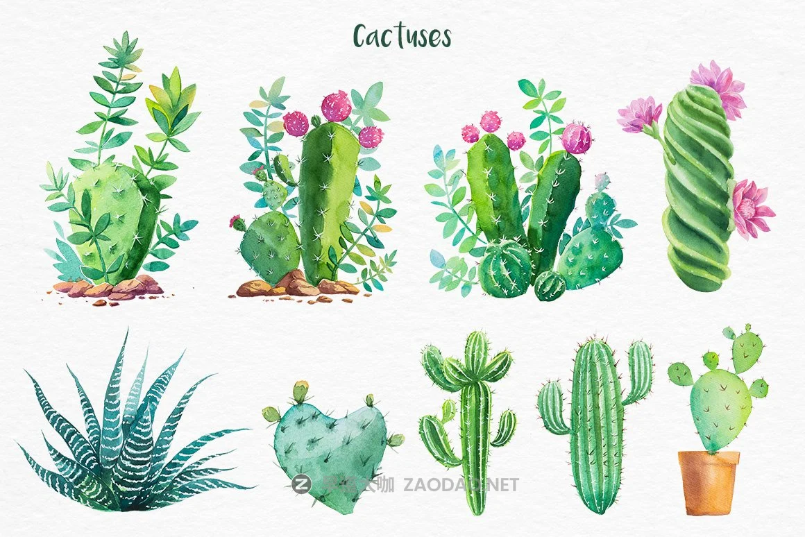 迷人仙人掌花卉手绘水彩画设计素材 Cactus Watercolor Illustrations插图2 迷人仙人掌花卉手绘水彩画设计素材 Cactus Watercolor Illustrations插图2