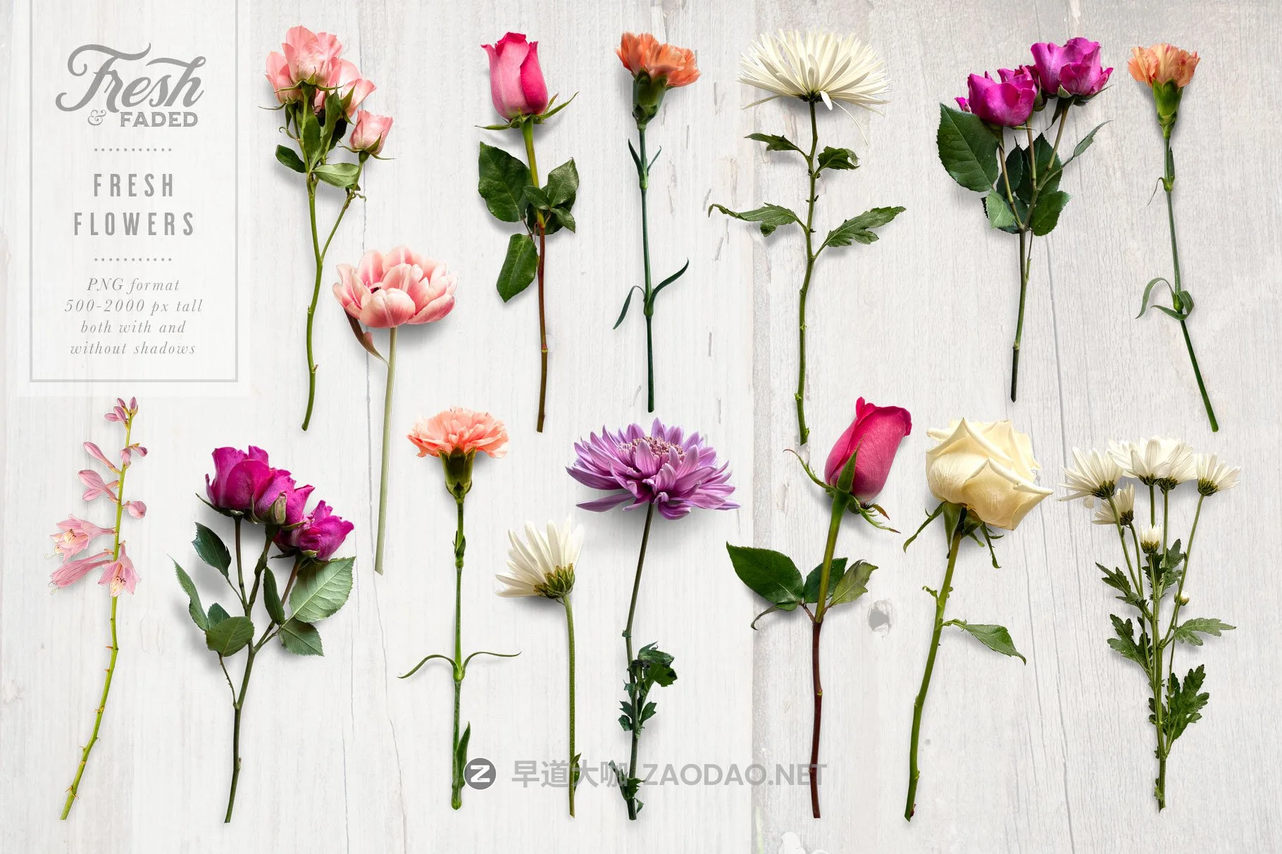 高清干燥花朵叶子叠加层PS设计素材 Fresh & Dried Flower Flat Lay插图3 高清干燥花朵叶子叠加层PS设计素材 Fresh & Dried Flower Flat Lay插图3