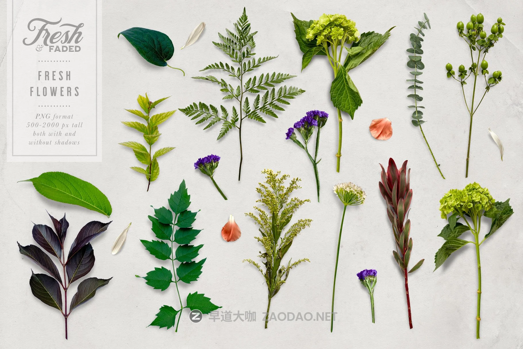 高清干燥花朵叶子叠加层PS设计素材 Fresh & Dried Flower Flat Lay插图6 高清干燥花朵叶子叠加层PS设计素材 Fresh & Dried Flower Flat Lay插图6