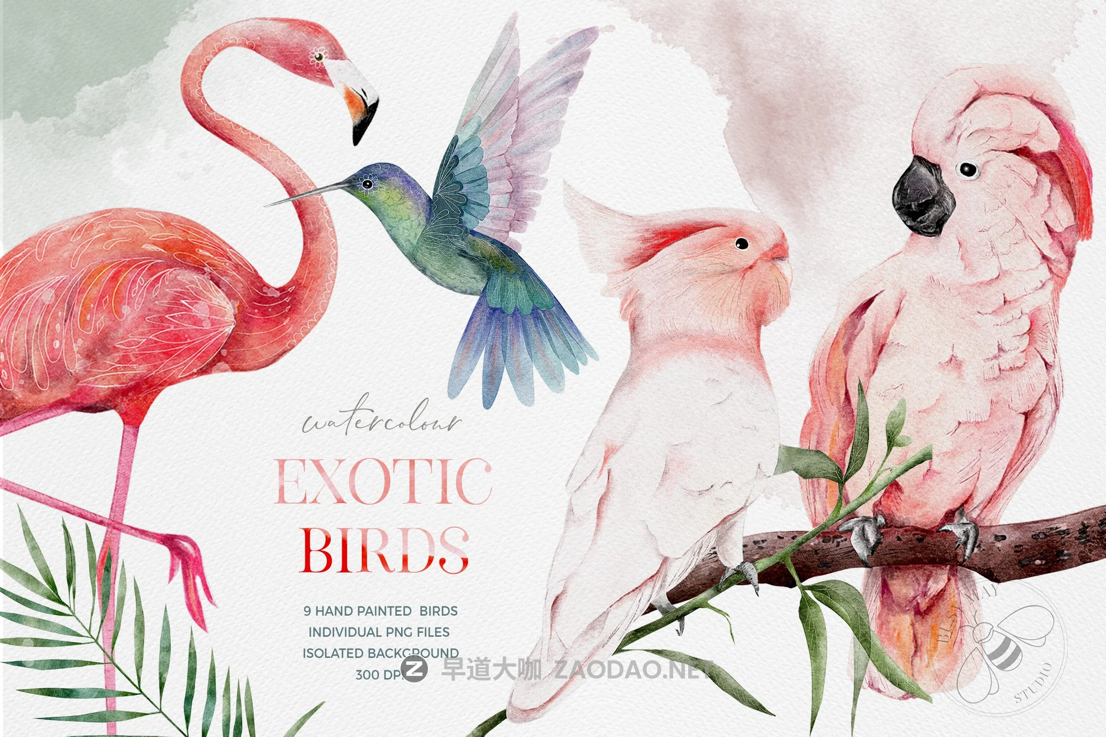 异国情调热带鸟类手绘水彩剪贴画PNG图片素材 Watercolor Exotic Birds Tropical PNG插图 异国情调热带鸟类手绘水彩剪贴画PNG图片素材 Watercolor Exotic Birds Tropical PNG插图