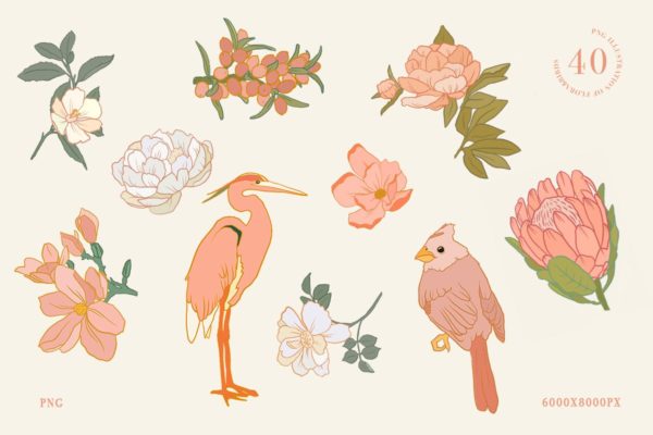 40款鸟类花卉手绘插画PNG图片设计素材 40 Floral And Birds Illustrations