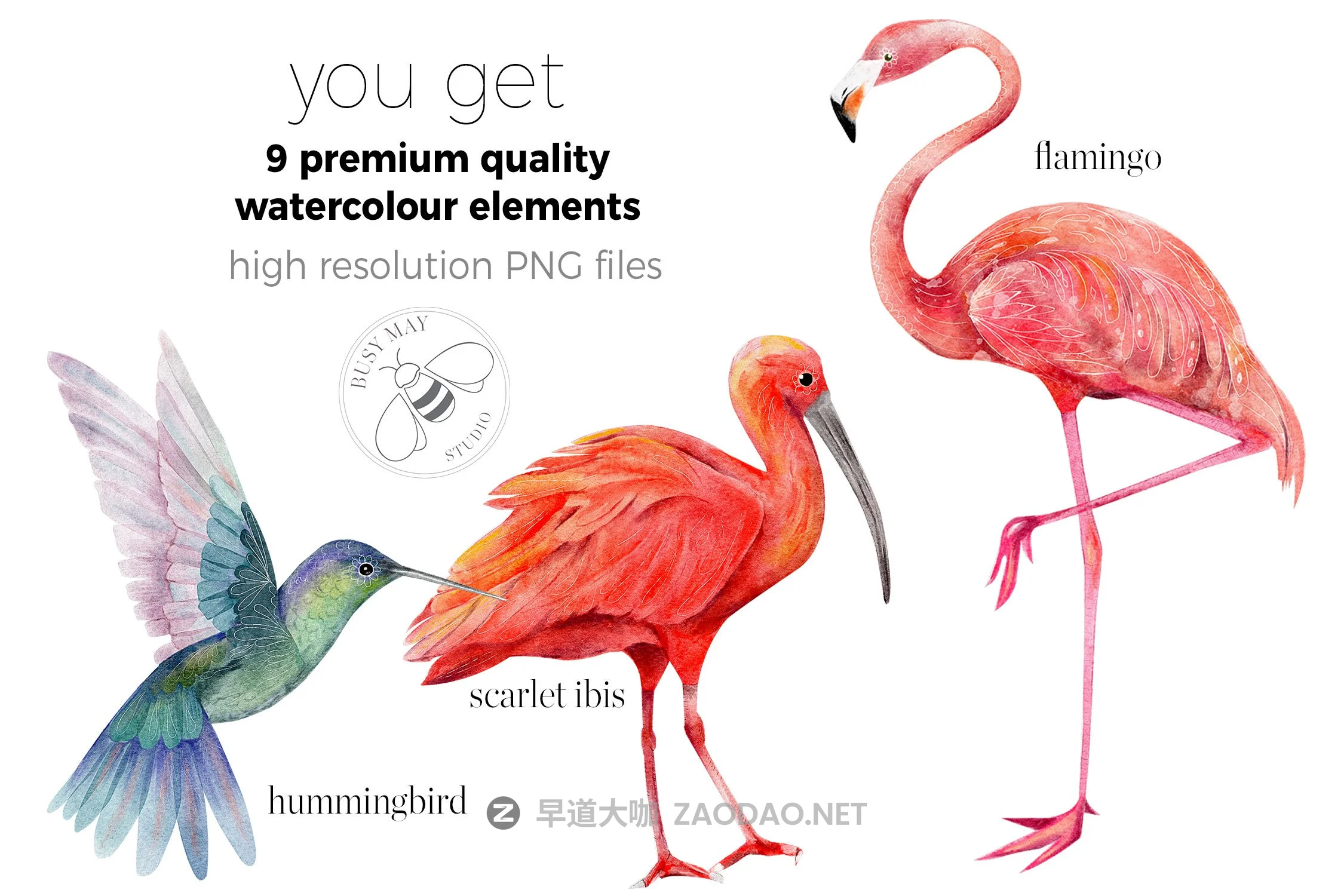 异国情调热带鸟类手绘水彩剪贴画PNG图片素材 Watercolor Exotic Birds Tropical PNG插图2 异国情调热带鸟类手绘水彩剪贴画PNG图片素材 Watercolor Exotic Birds Tropical PNG插图2