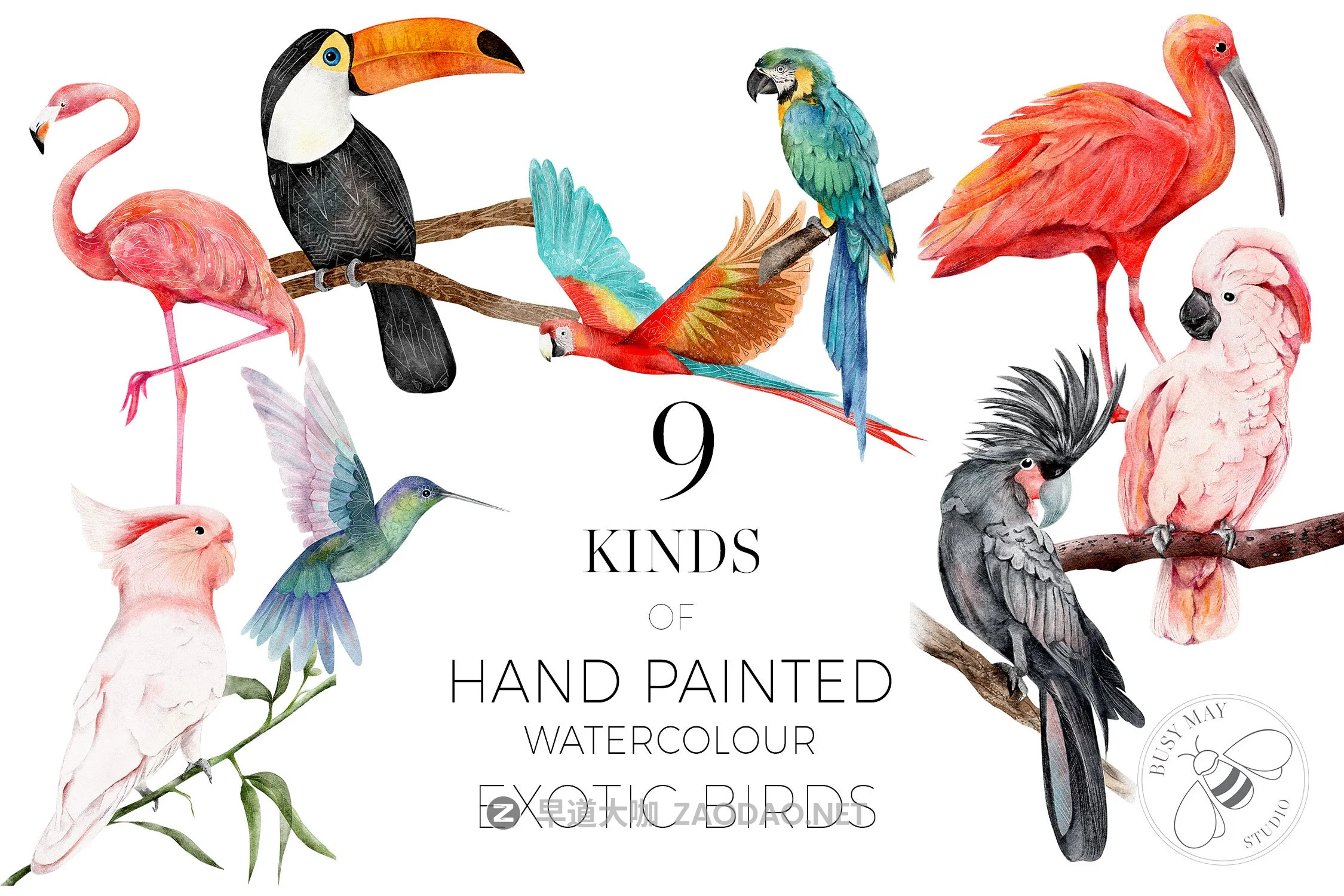 异国情调热带鸟类手绘水彩剪贴画PNG图片素材 Watercolor Exotic Birds Tropical PNG插图4 异国情调热带鸟类手绘水彩剪贴画PNG图片素材 Watercolor Exotic Birds Tropical PNG插图4