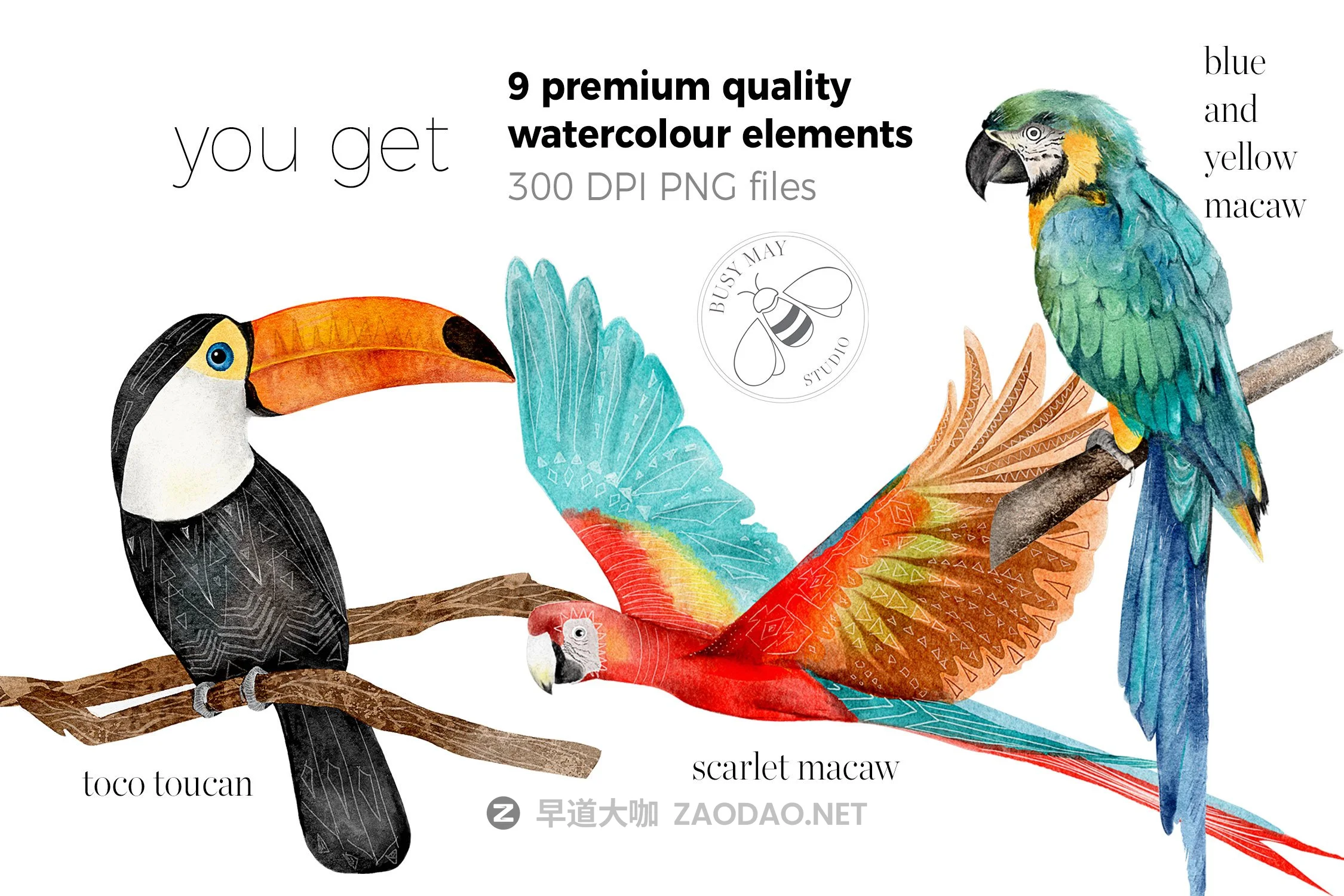 异国情调热带鸟类手绘水彩剪贴画PNG图片素材 Watercolor Exotic Birds Tropical PNG插图5 异国情调热带鸟类手绘水彩剪贴画PNG图片素材 Watercolor Exotic Birds Tropical PNG插图5