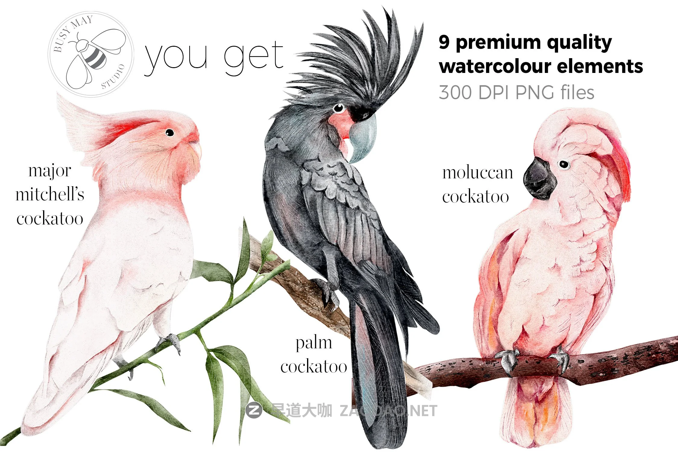 异国情调热带鸟类手绘水彩剪贴画PNG图片素材 Watercolor Exotic Birds Tropical PNG插图6 异国情调热带鸟类手绘水彩剪贴画PNG图片素材 Watercolor Exotic Birds Tropical PNG插图6