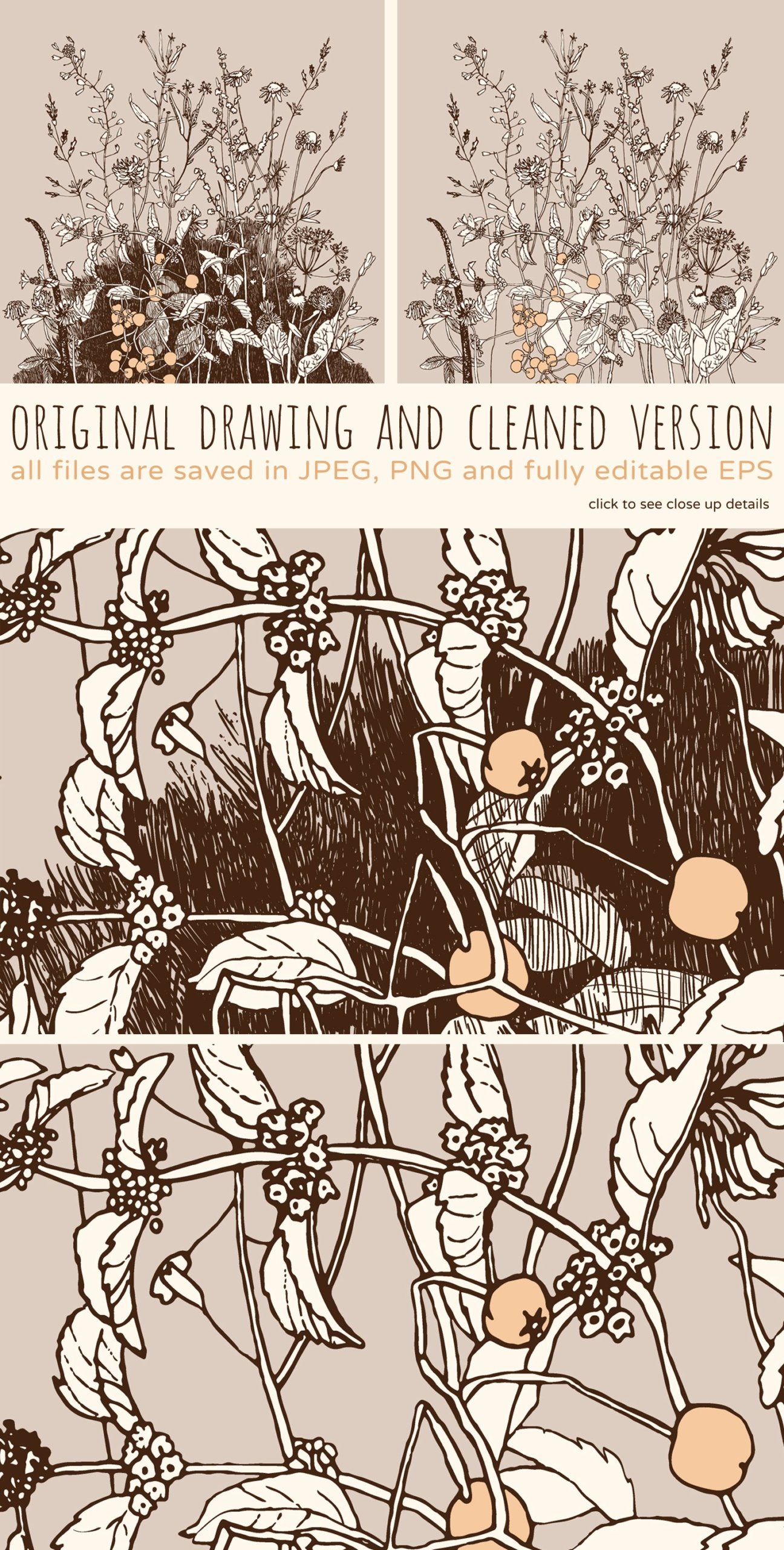 大自然野生花卉草药手绘插画矢量图案设计素材 Wild Herbs插图3