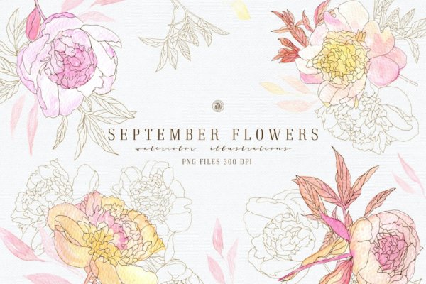 九月花花卉手绘水彩画PNG透明图片素材 September Flowers vol. 2