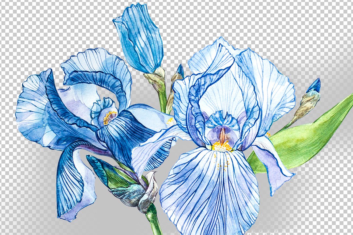 虹膜鸢尾花水彩插图ps设计素材 iris watercolor illustration
