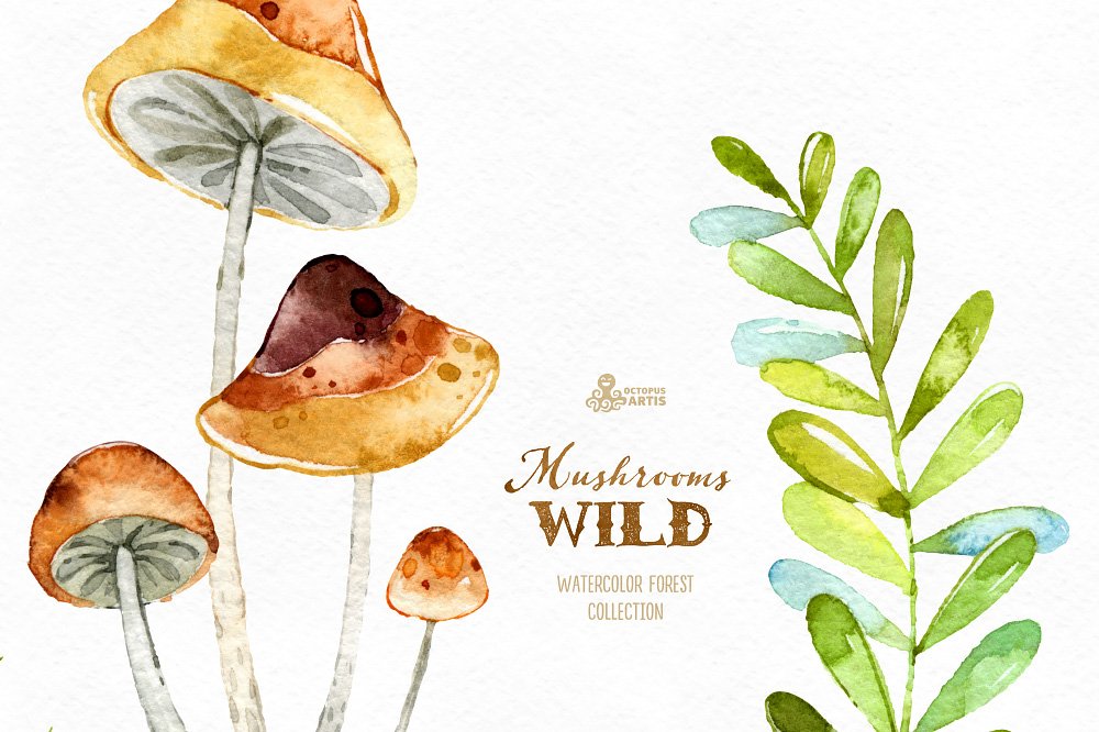 神奇野生森林蘑菇手绘水彩画PNG透明背景图片素材 Wild Mushrooms. Forest Collection插图5